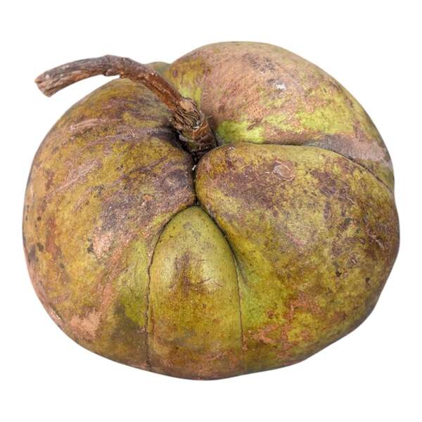 Elephant Apple