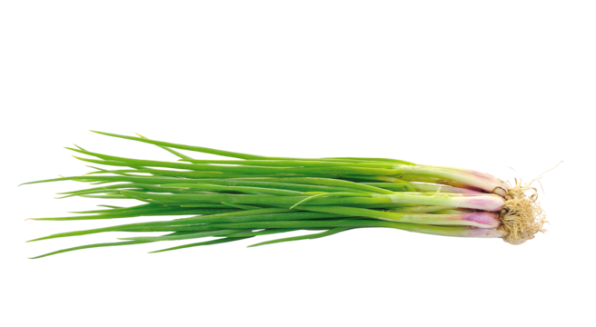 onion sprouts